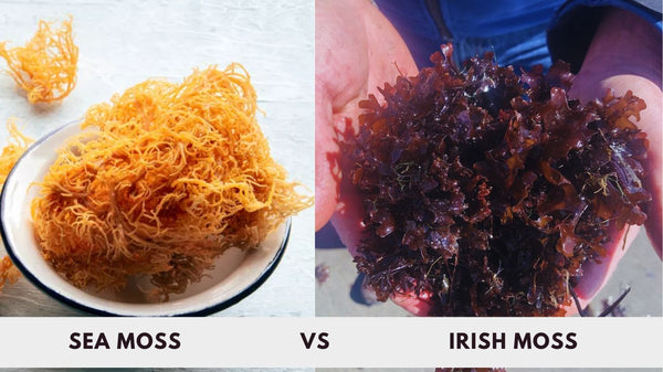 Sea Moss vs. Irish Moss: Key Differences & Benefits