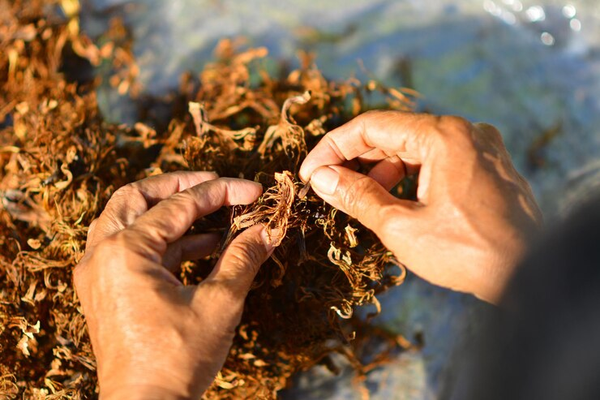 Origin Of Sea Moss Gel: History and Usage
