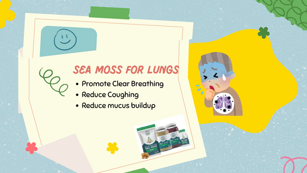 What Does Sea Moss Do For Lungs?